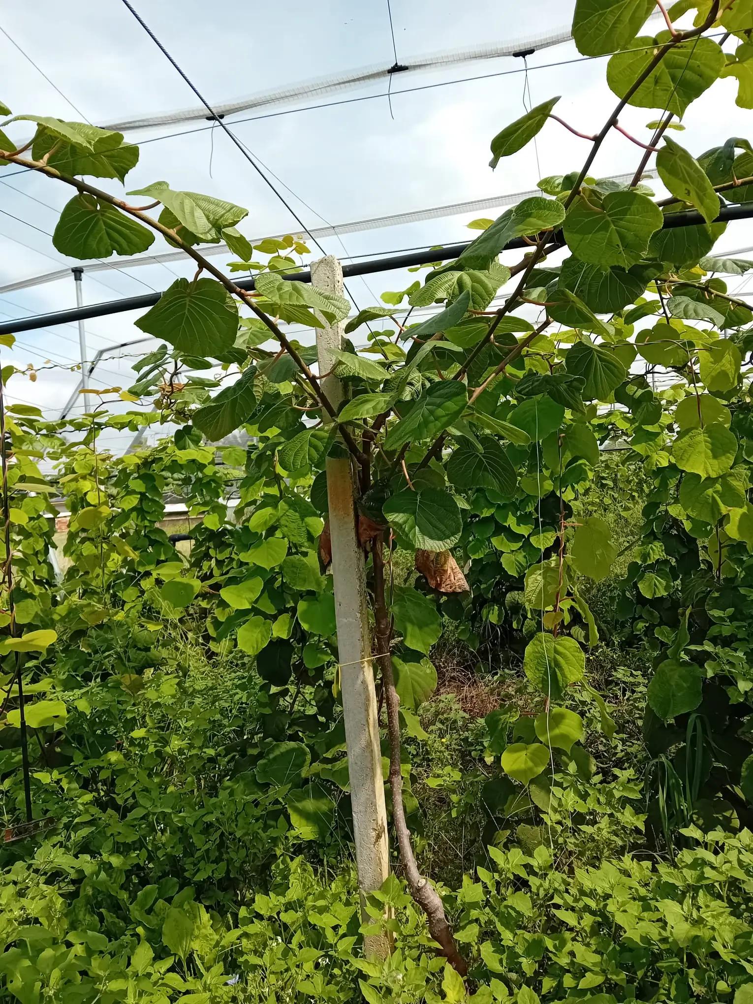 Plante de kiwis palissée aux feuilles en forme de cœur poussant dans un jardin sous un filet.