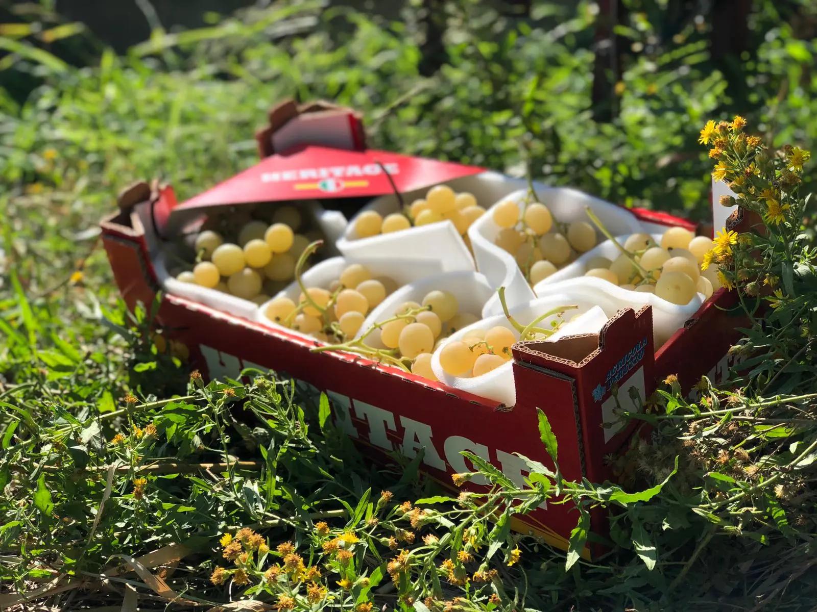 Boîte de raisins jaunes au soleil sur un sol herbeux.