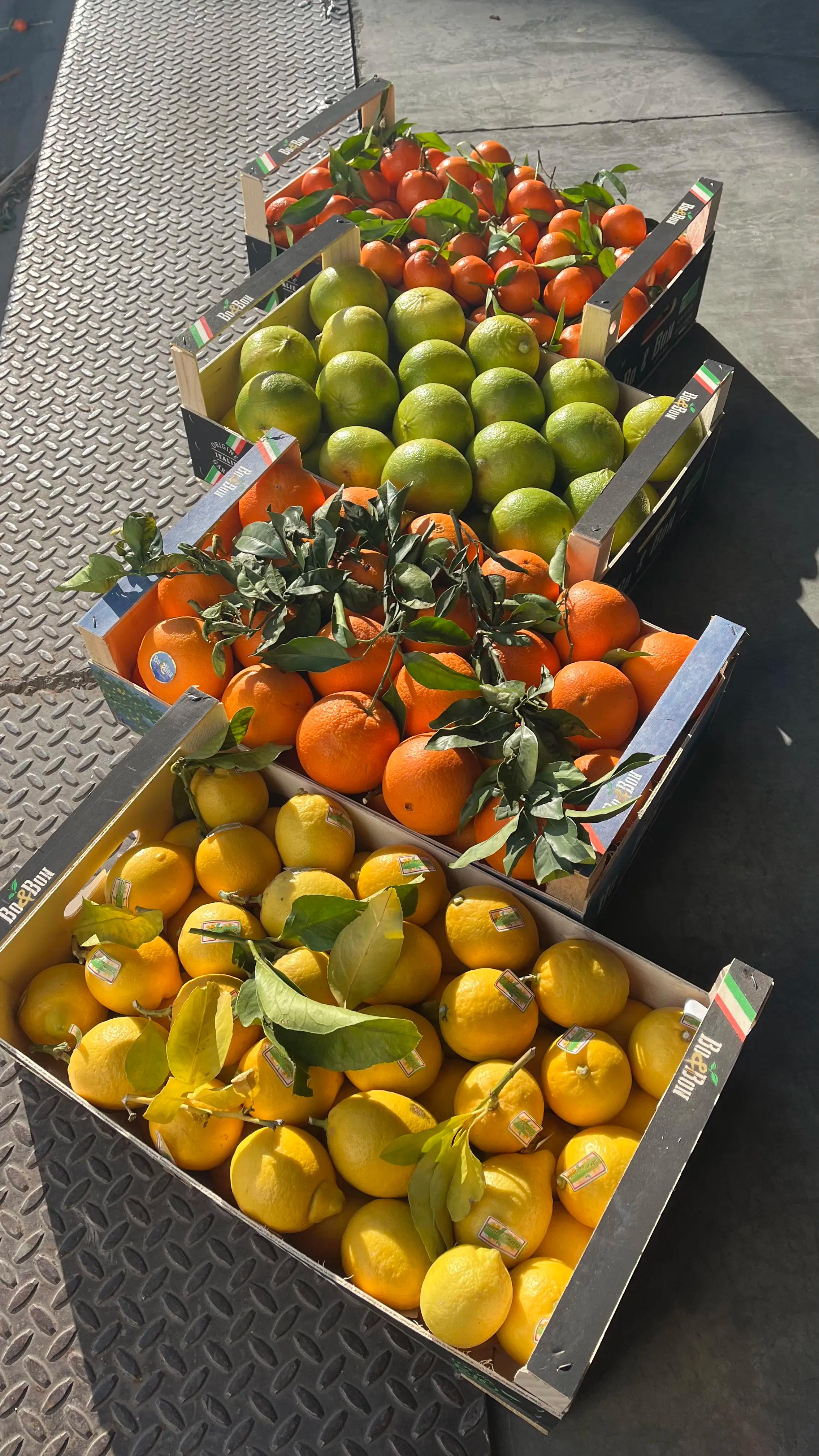 Des caisses d'oranges fraîches, de citrons verts et jaunes.