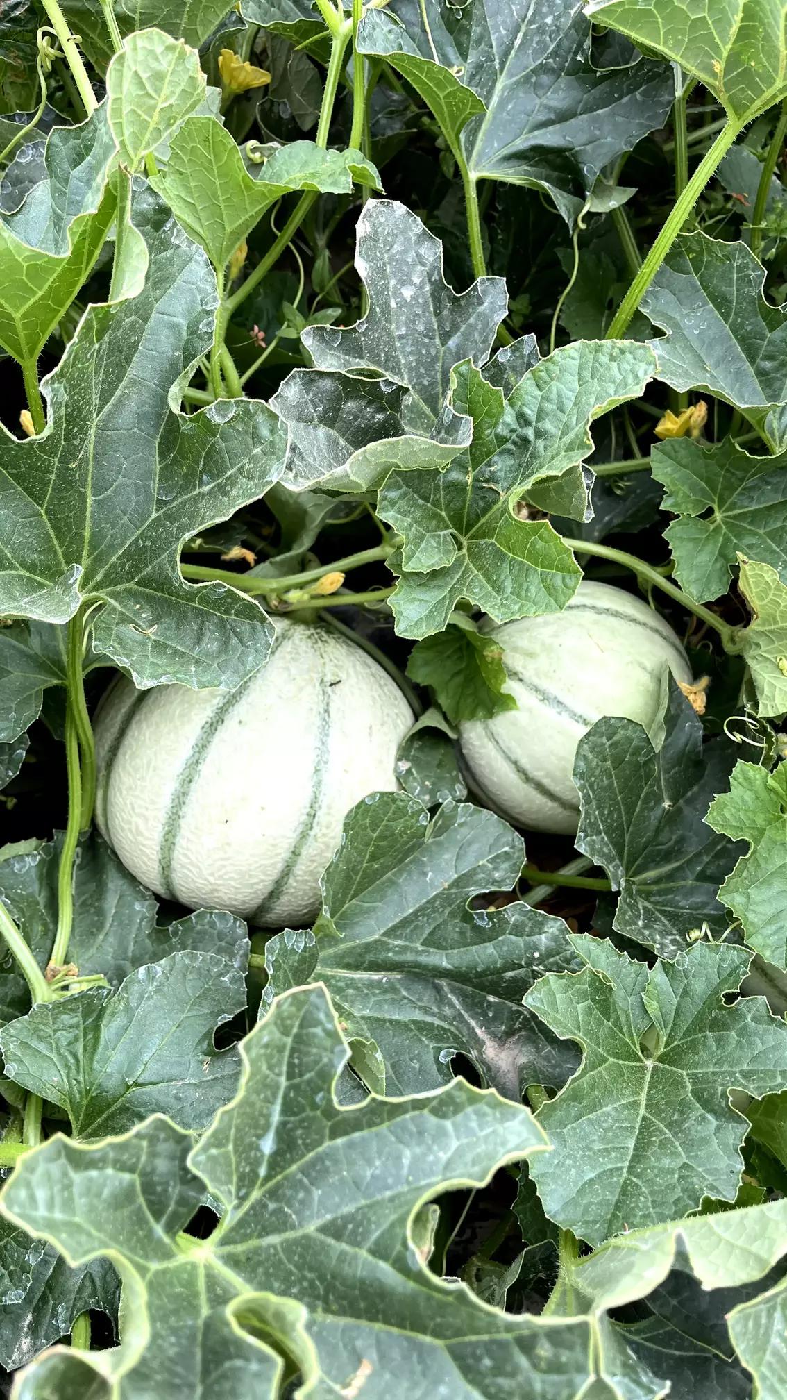 Jeunes cantaloups nichés parmi des feuilles vertes et épineuses dans un jardin.