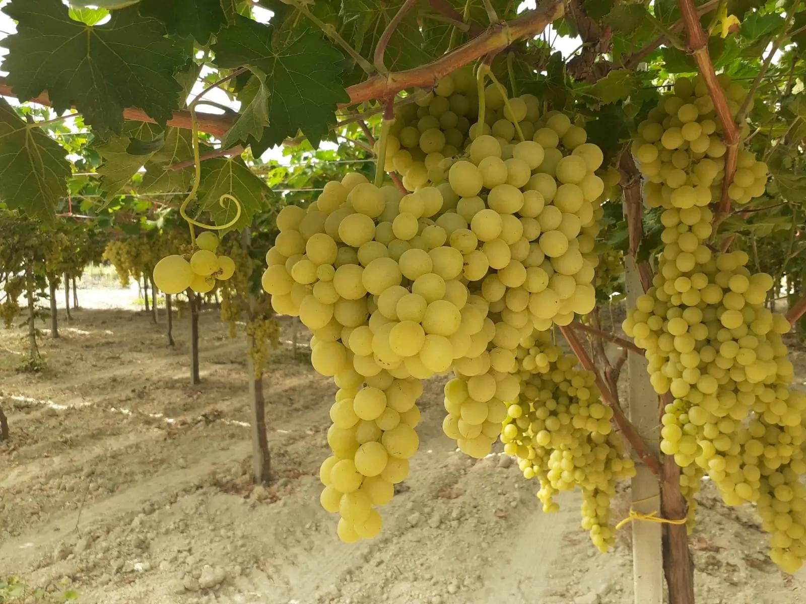 Grappes de raisins verts mûrs suspendues à des vignes dans un vignoble.