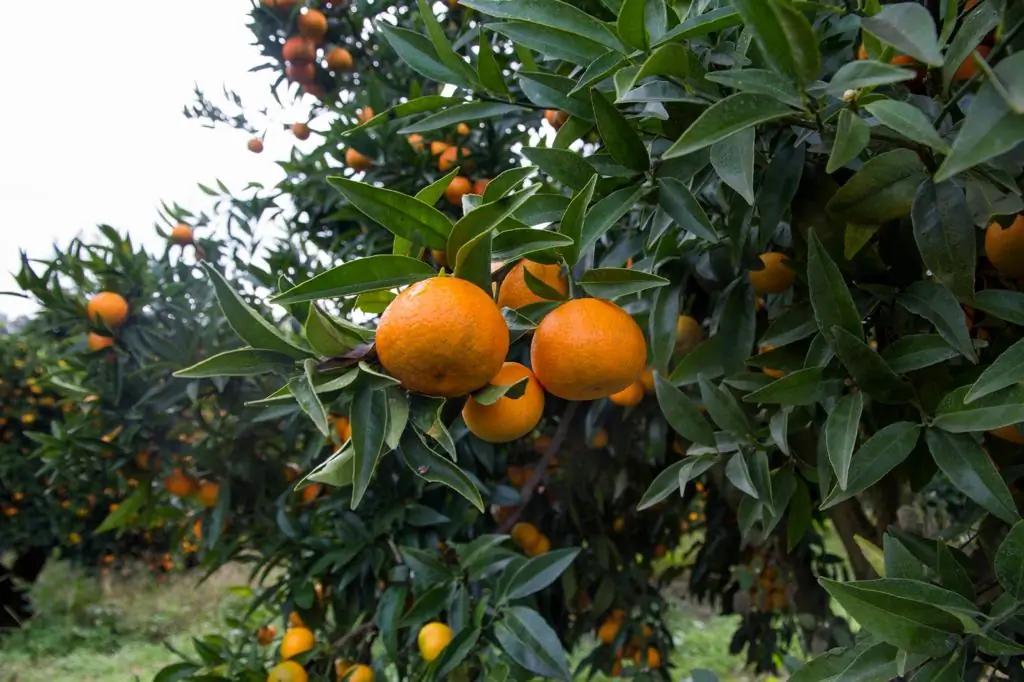 Oranges suspendus aux branches d'un arbre dans un verger.