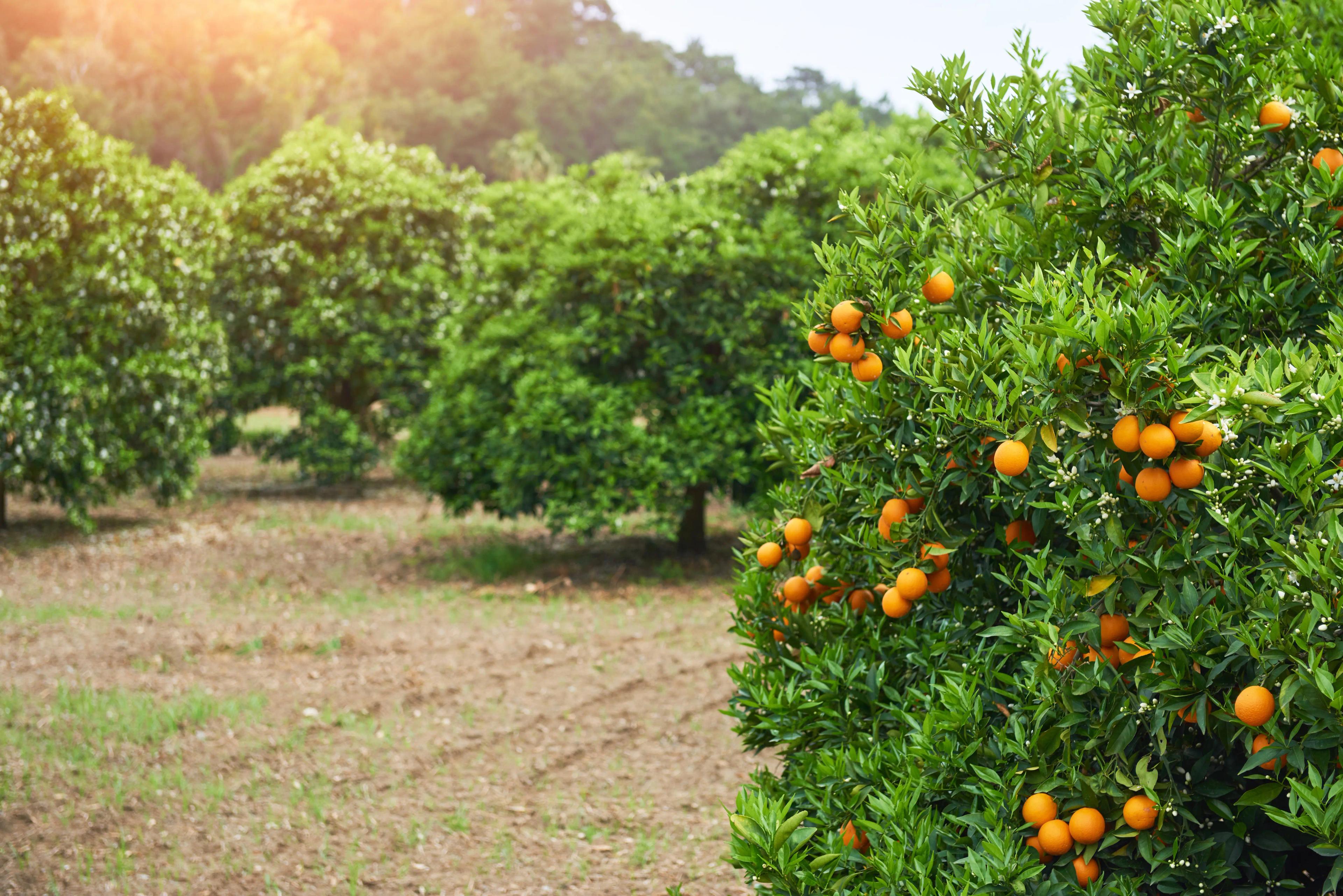 Vue pittoresque d'un verger d'orangers, où les arbres sont ornés d'oranges mûres, soulignant la richesse de la récolte.