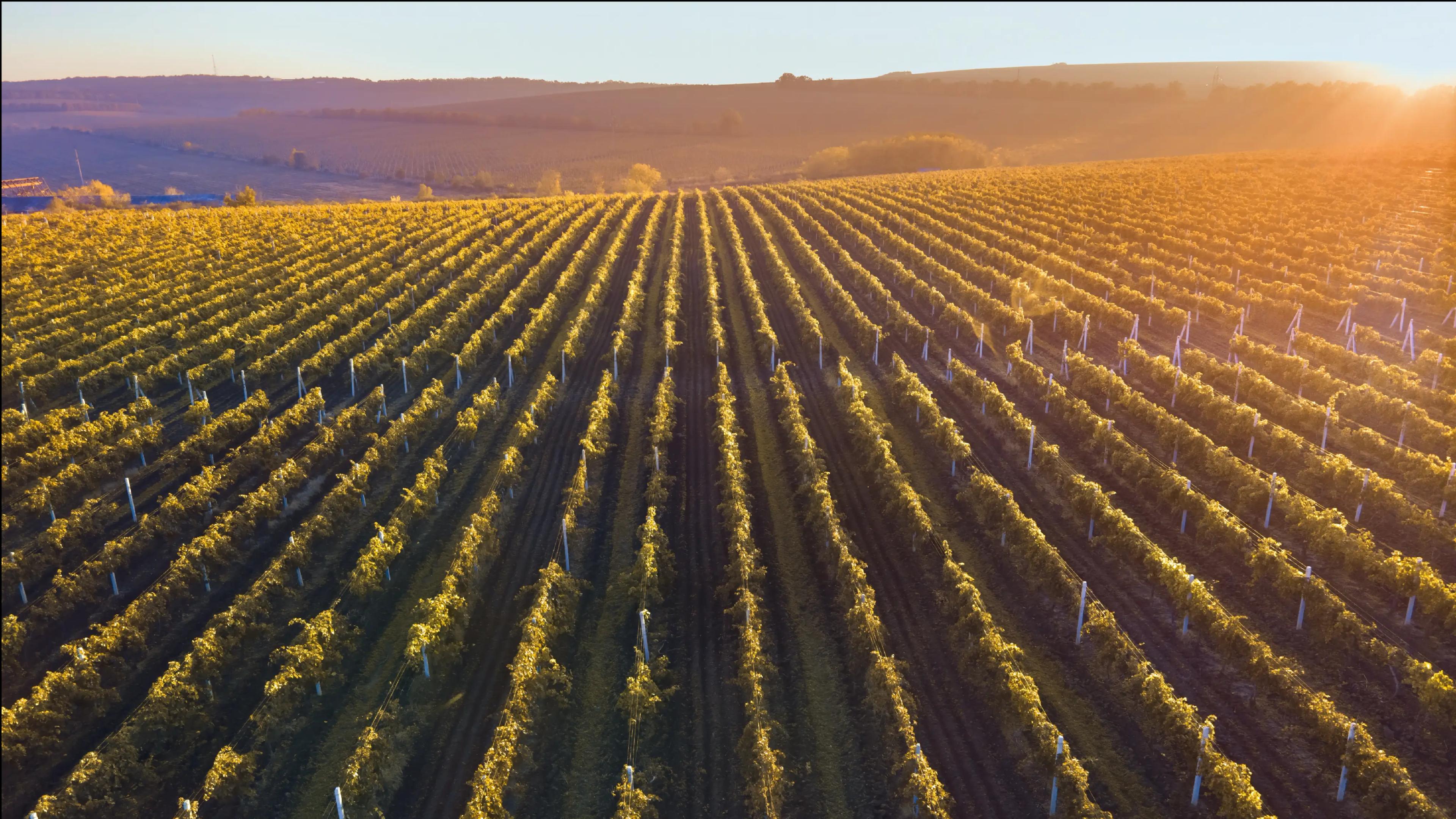 Vue aérienne d'un vignoble au coucher du soleil, les rayons du soleil projetant de longues ombres.