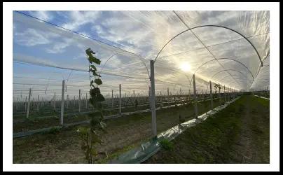 Exploitation fruitière avec des rangées de plantes sous un filet de protection au lever du soleil.