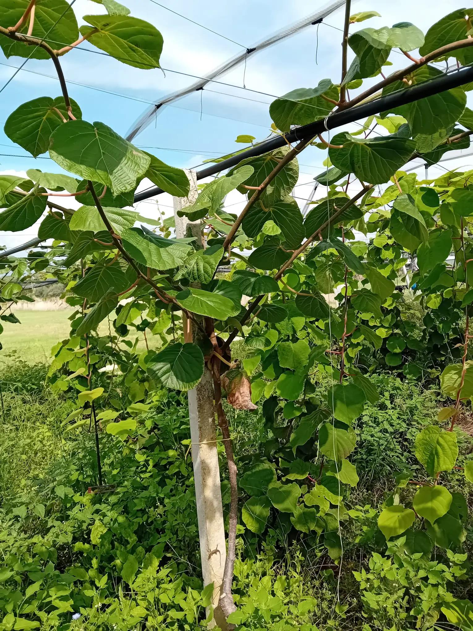 Plante de kiwi à grandes feuilles grimpant sur une structure de soutien dans un jardin.