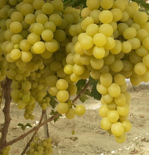 Grappes de raisins jaunes mûrs suspendues à une vigne.