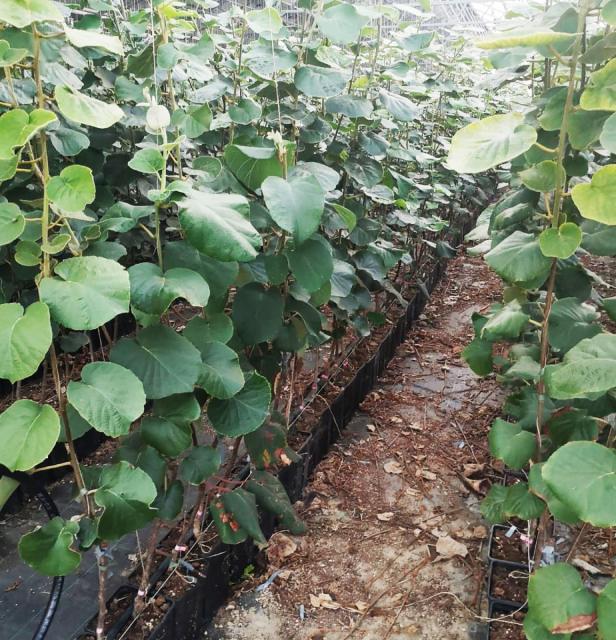 Plants de kiwis verts poussant en longues rangées dans une serre.