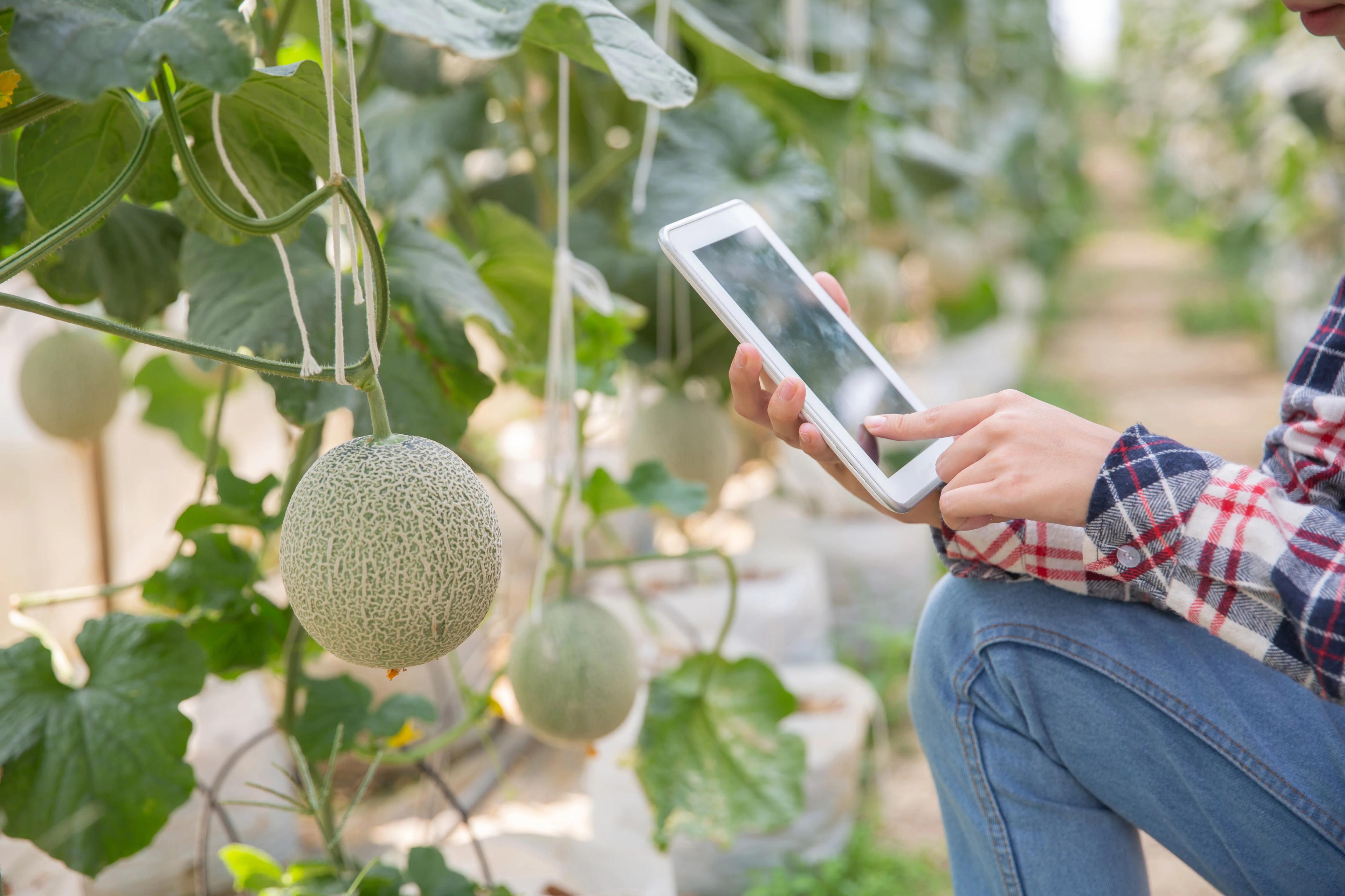 Personne utilisant une tablette pour examiner un melon suspendu dans une serre.