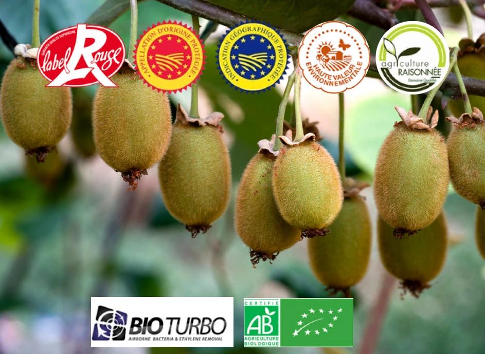 Grappe de kiwis sur la vigne avec différents logos de certification en surimpression.