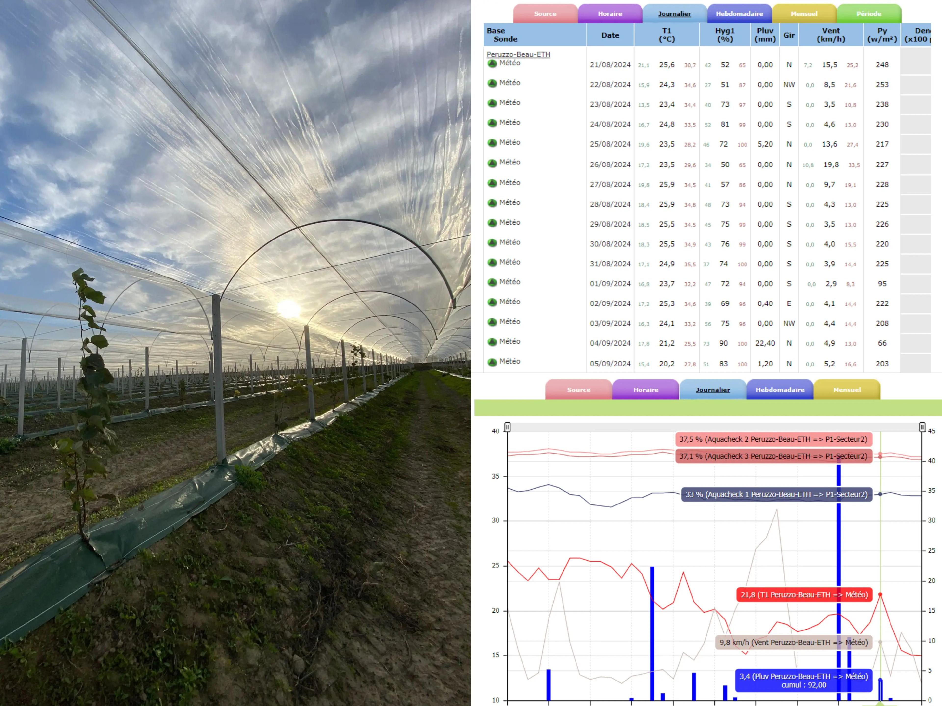 Tunnel agricole avec couverture plastique sur les jeunes arbres et tableaux de données sur la météo et l'irrigation.