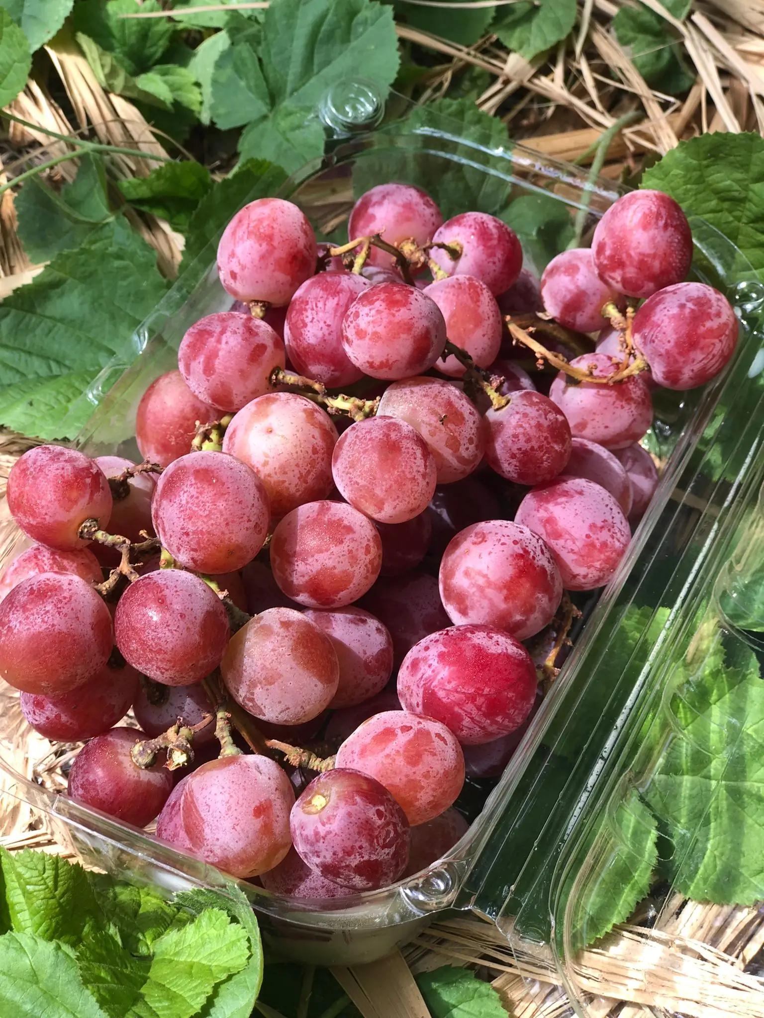 Variétés sucrées naturelles