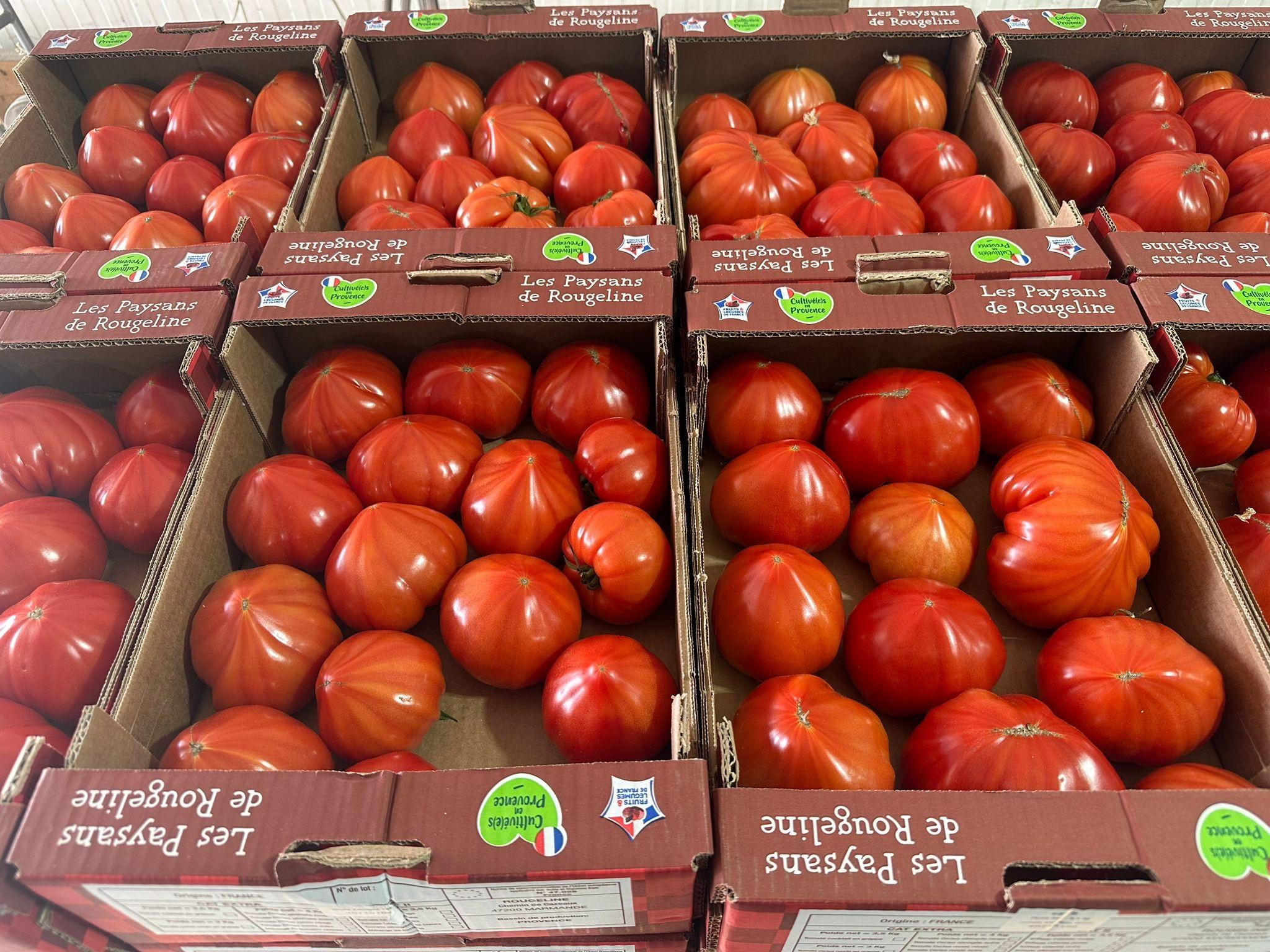 Tomate coeur de boeuf