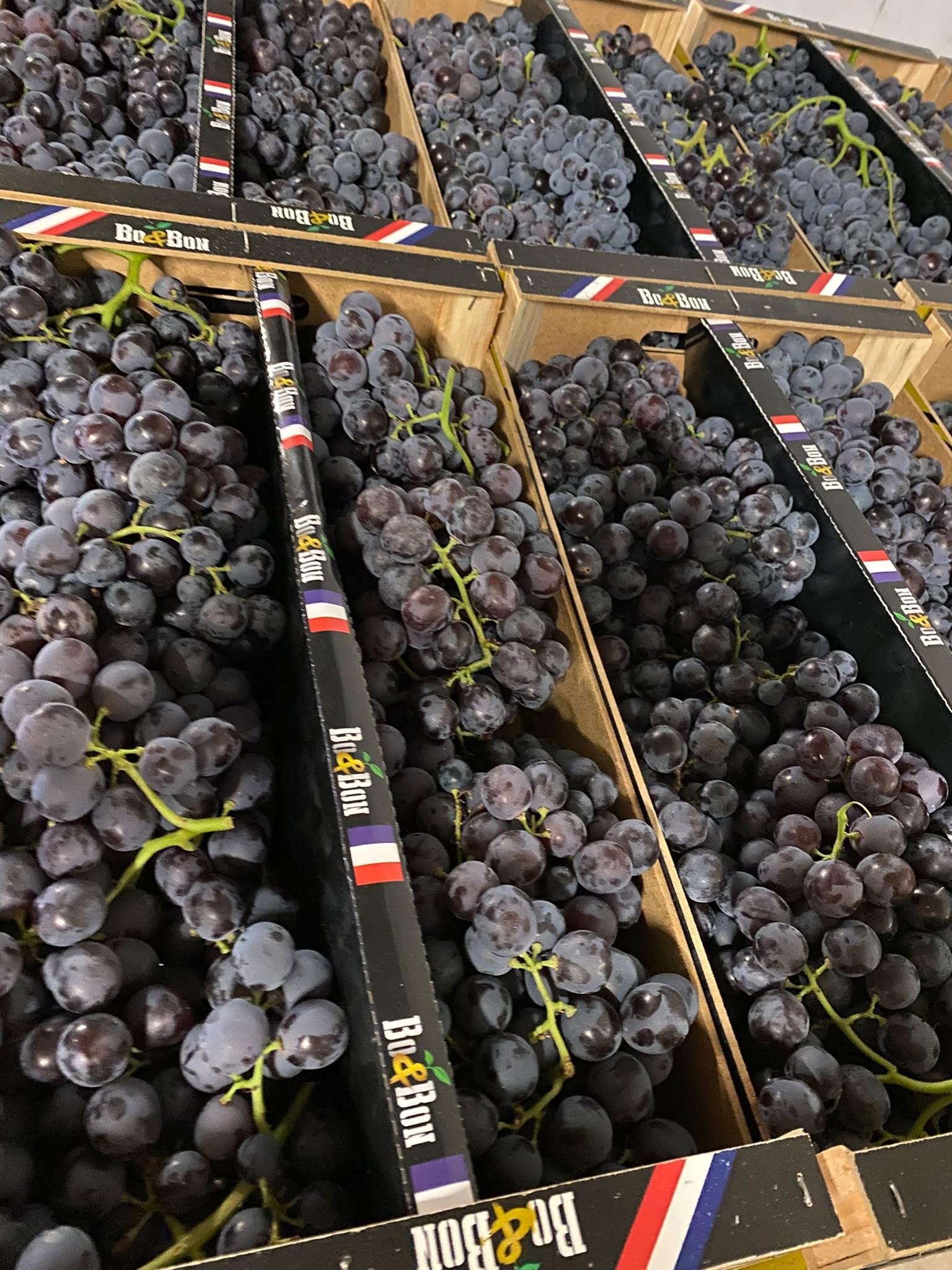 Raisin muscat