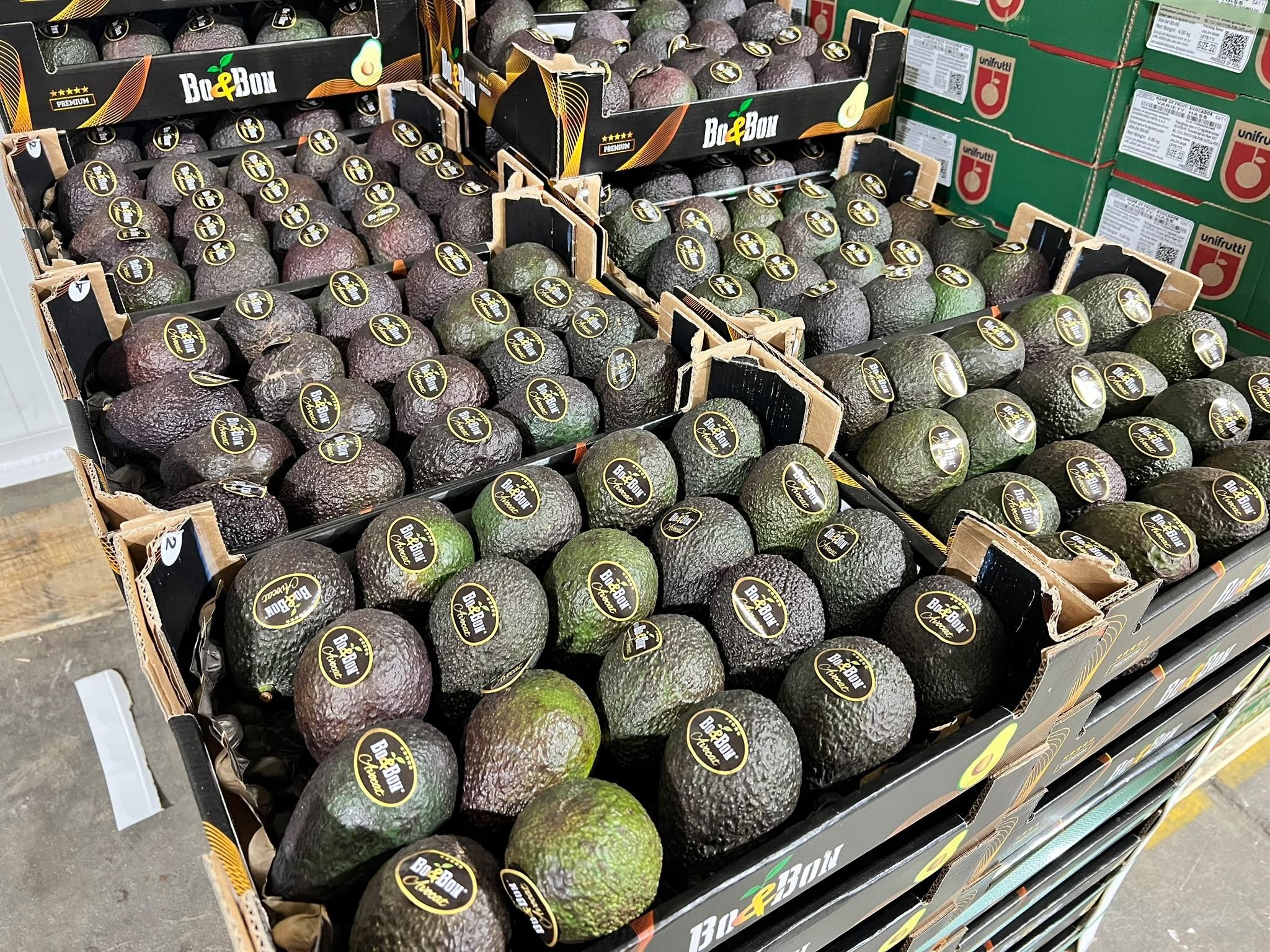 Avocat hass premuri