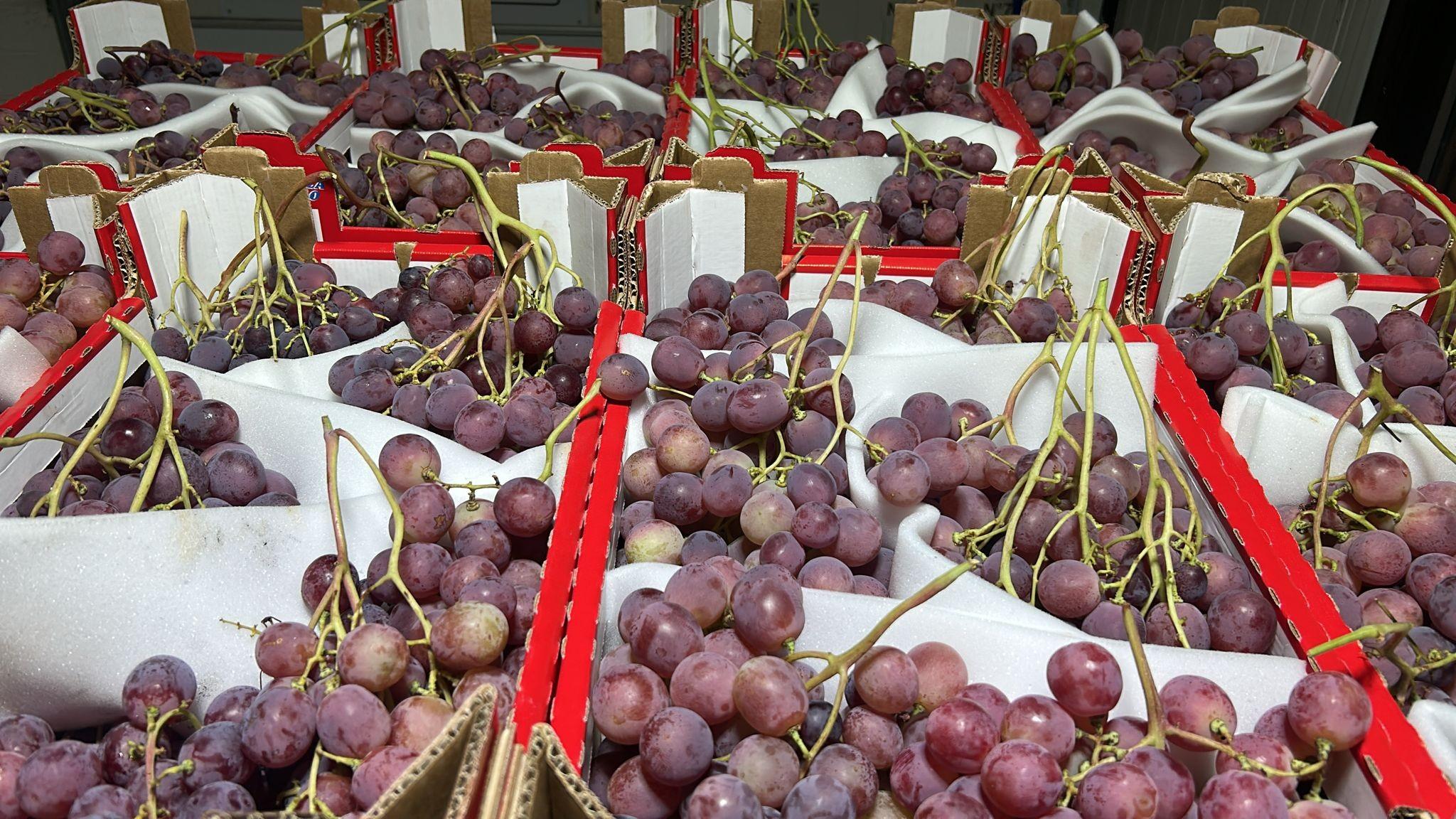 Raisin red globe