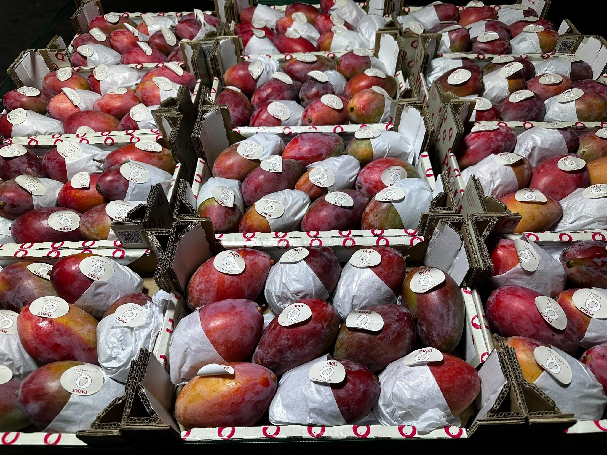 Mangue OSTEEN