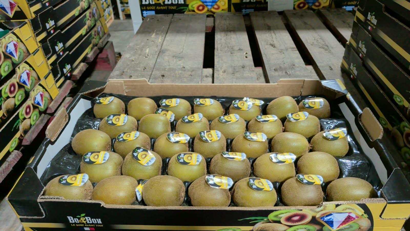 Kiwi jaune  sunlife pltx