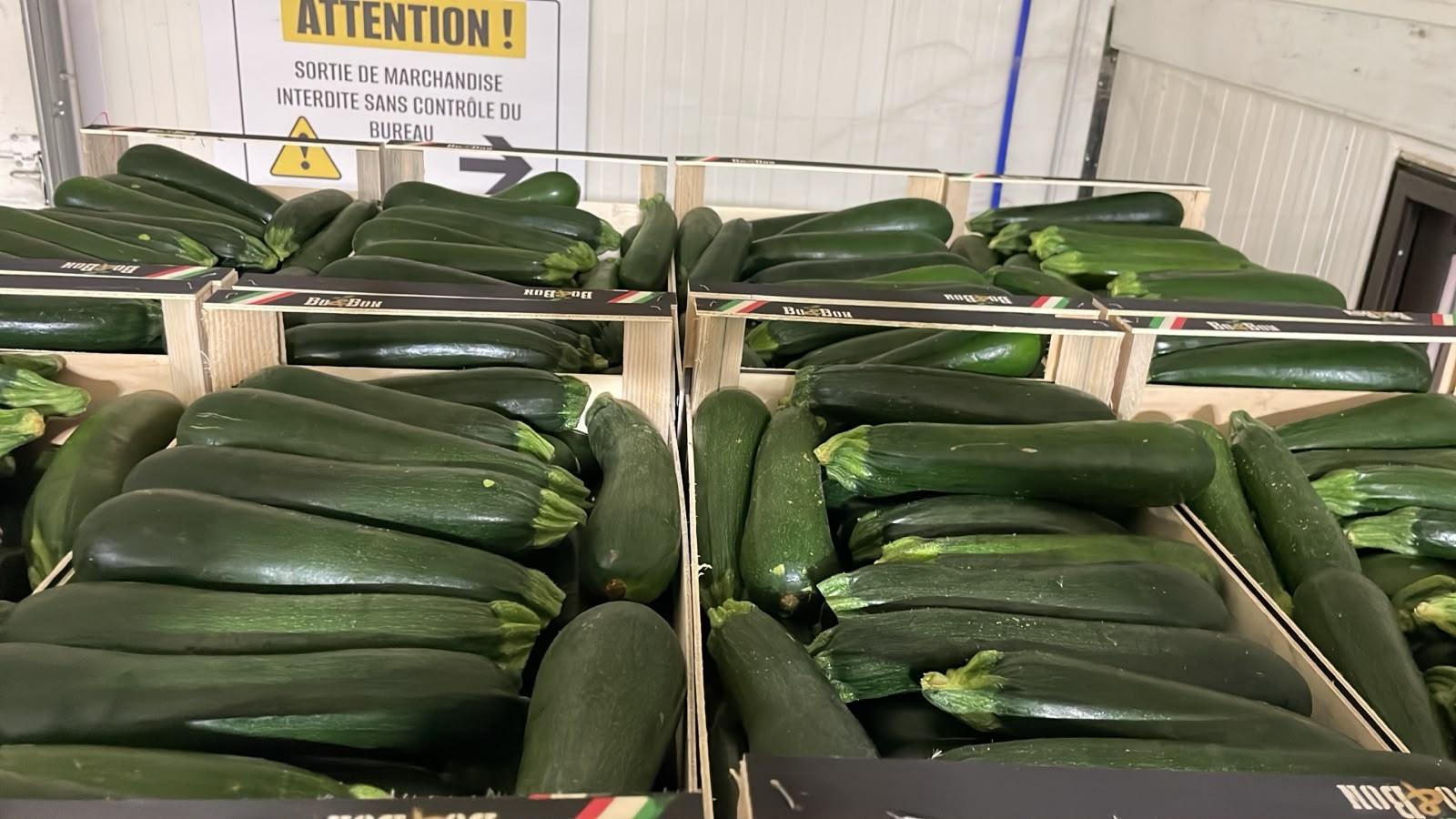 Courgette verte